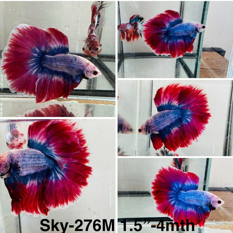 Live Male Betta Red blue muscot Halfmoon  (Sky-276)S142 High quality what you see what you get!!