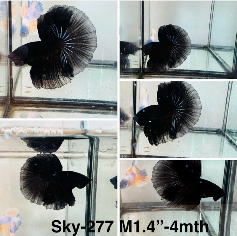Live Male Betta Super Black Halfmoon  (Sky-277)S215 High quality what you see what you get!!