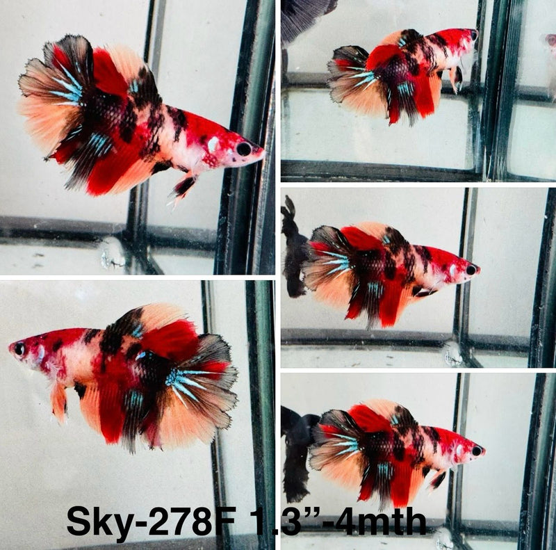 Live Female Betta Nemo Koi Halfmoon (Sky-278)S207 High quality what you see what you get!!