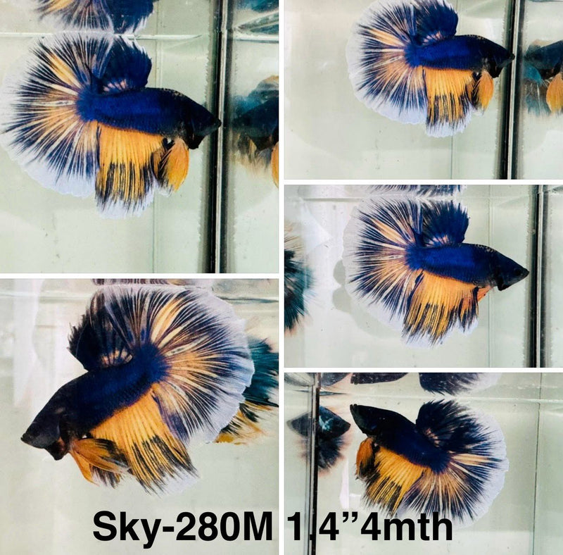 Live Male Betta Yellow blue Mustard Over Halfmoon (Sky-280)S068 High quality what you see what you get!!