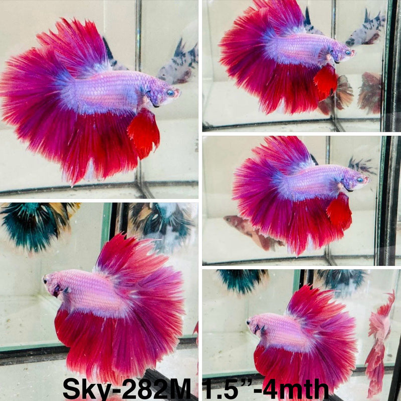 Live Male Betta Purple pink Lavender Halfmoon (Sky-282)S196 High quality what you see what you get!!
