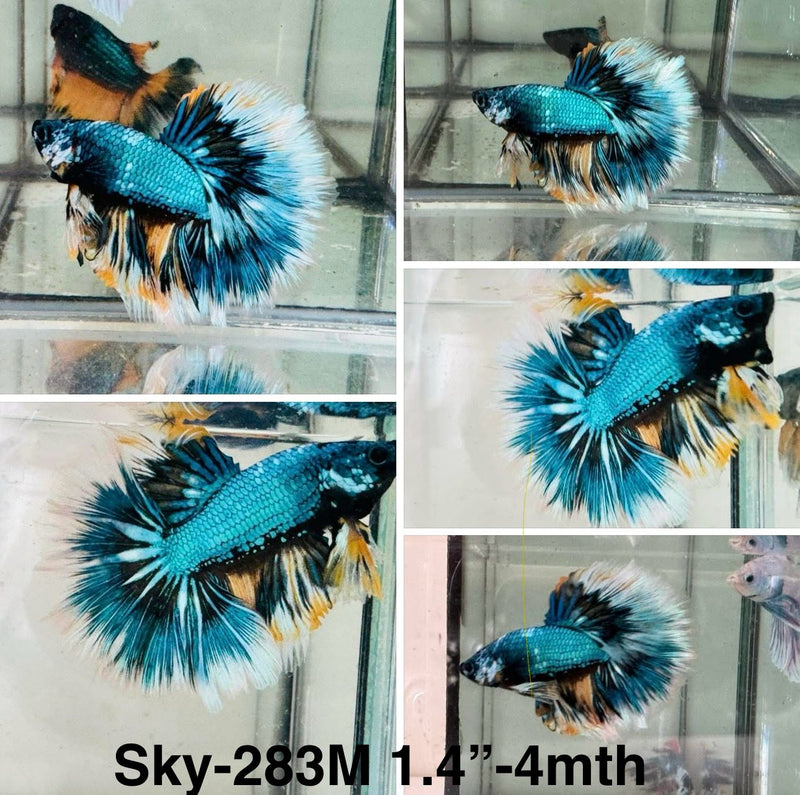 Live Male Betta Fancy Yellow Green Turquoise Halfmoon (Sky-283)S122 High quality what you see what you get!!