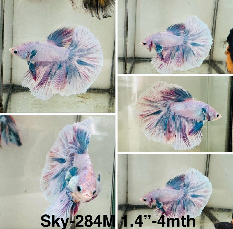 Live Male Betta Fancy Grizzle Pastel Colors Halfmoon (Sky-284)S052 High quality what you see what you get!!