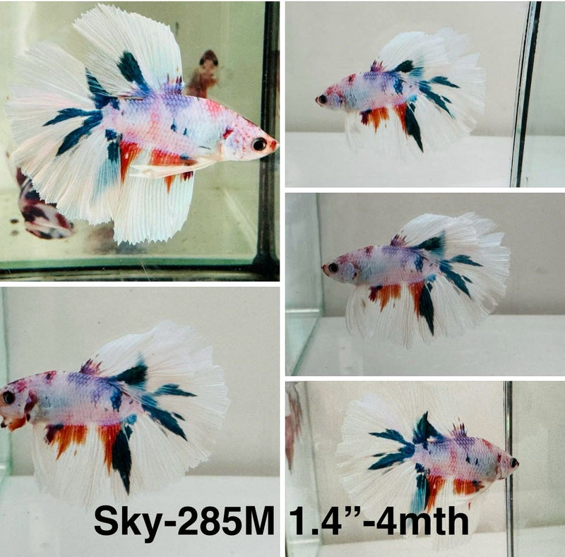 Live Male Betta Fancy marble  Halfmoon (Sky-285)S050 High quality what you see what you get!!