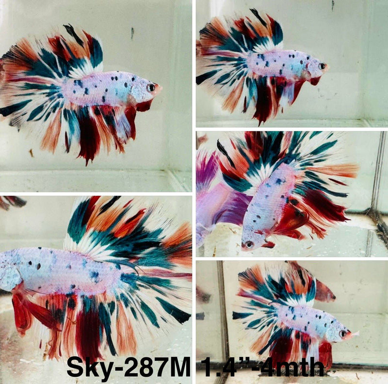 Live Male Betta Candy marble Halfmoon (Sky-287)S217 High quality what you see what you get!!