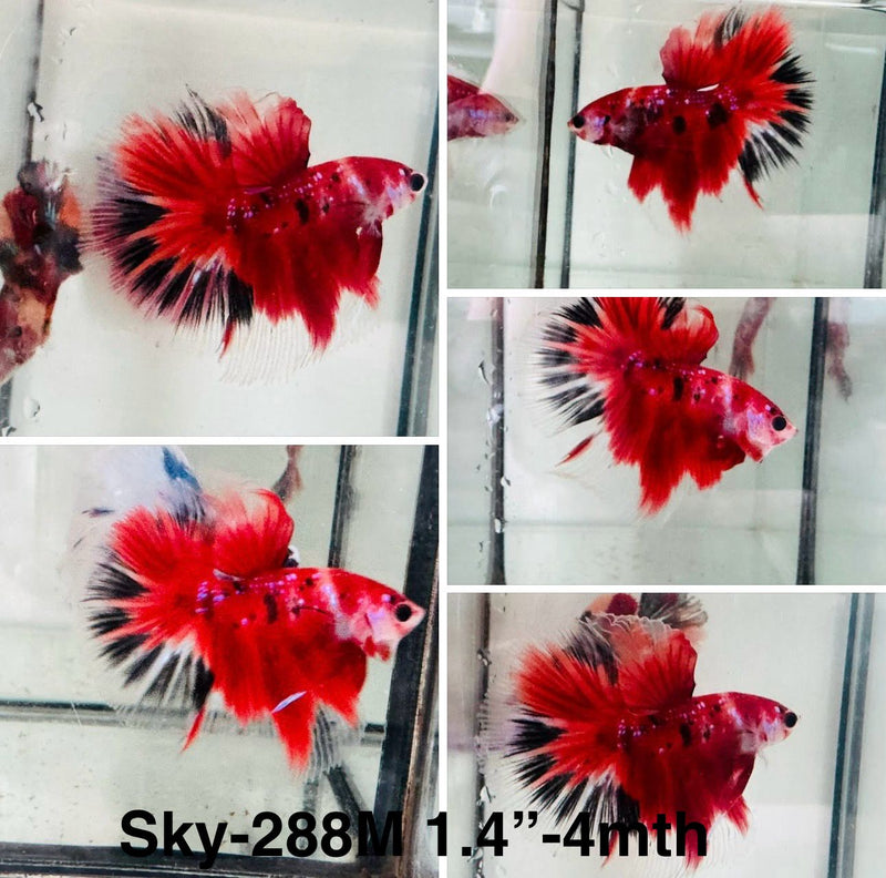 Live Male Betta Red Galaxy Koi Halfmoon (Sky-288)S143 High quality what you see what you get!!