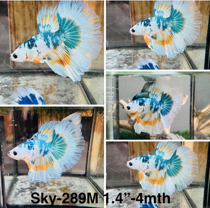 Live Male Betta Fancy Yellow marble Over Halfmoon (Sky-289)S128 High quality what you see what you get!!