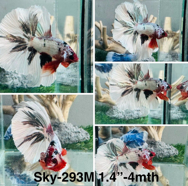 Live Male Betta Fancy Copper marble Halfmoon (Sky-293)S115High quality what you see what you get!!