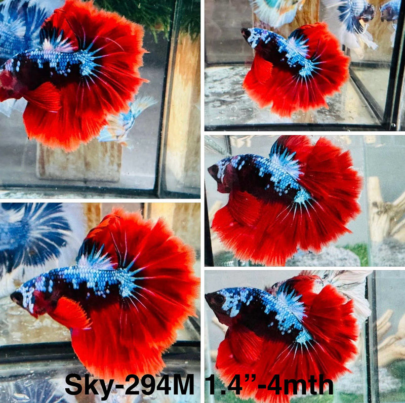 Live Male Betta Red Black Galaxy Koi Halfmoon (Sky-294)S047 High quality what you see what you get!!