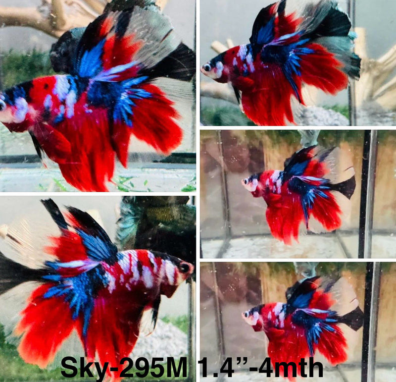 Live Male Betta Red Galaxy Koi Halfmoon (Sky-295)S039 High quality what you see what you get!!