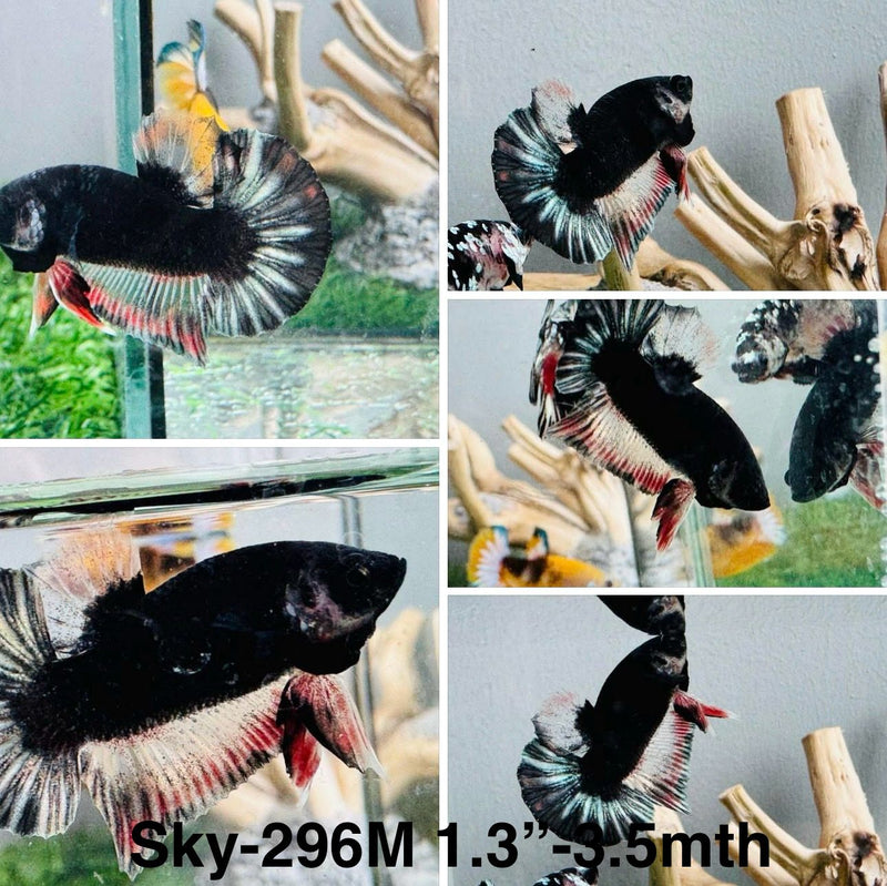 Live Male Betta Fancy Blacklight Plakat (Sky-296)S037 High quality what you see what you get!!
