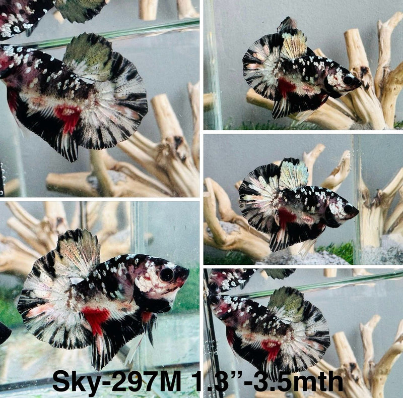 Live Male Betta Black Galaxy Stardust Plakat (Sky-297)S053 High quality what you see what you get!!