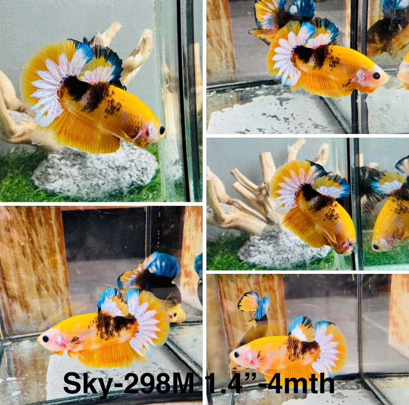 Live Male Betta Fancy Yellow Startail Plakat (Sky-298)S180 High quality what you see what you get!!