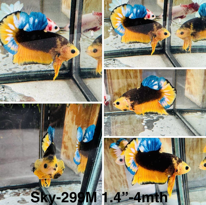 Live Male Betta Fancy Yellow Hellboy Plakat (Sky-299)S175 High quality what you see what you get!!