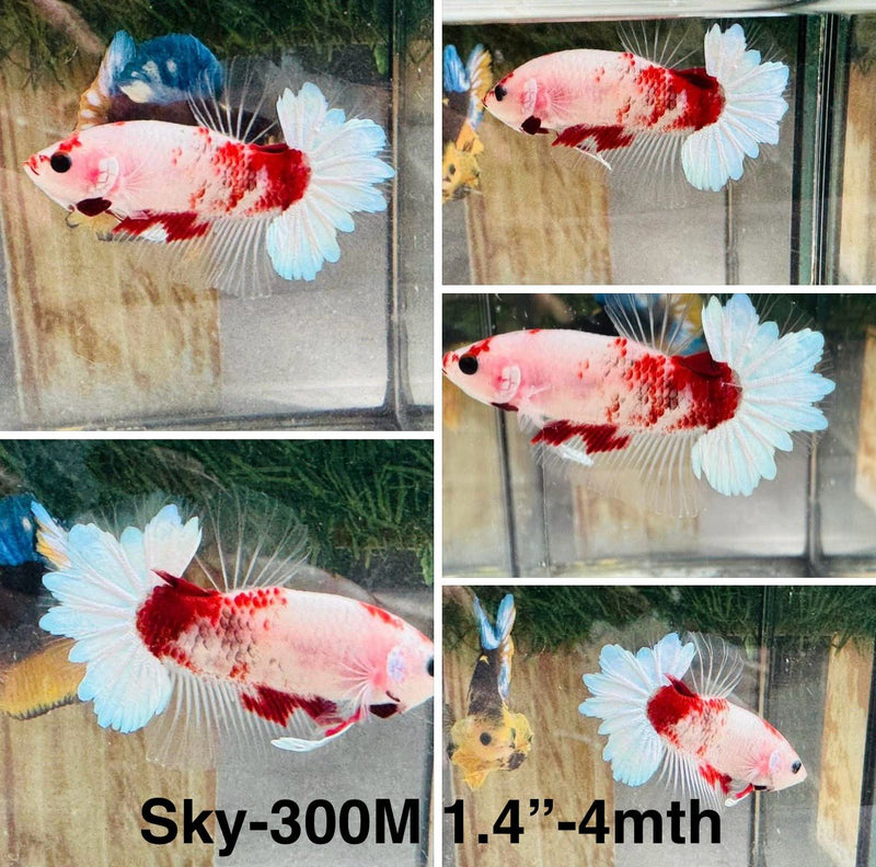 Live Male Betta Fancy Red Koi Plakat (Sky-300)S108 High quality what you see what you get!!