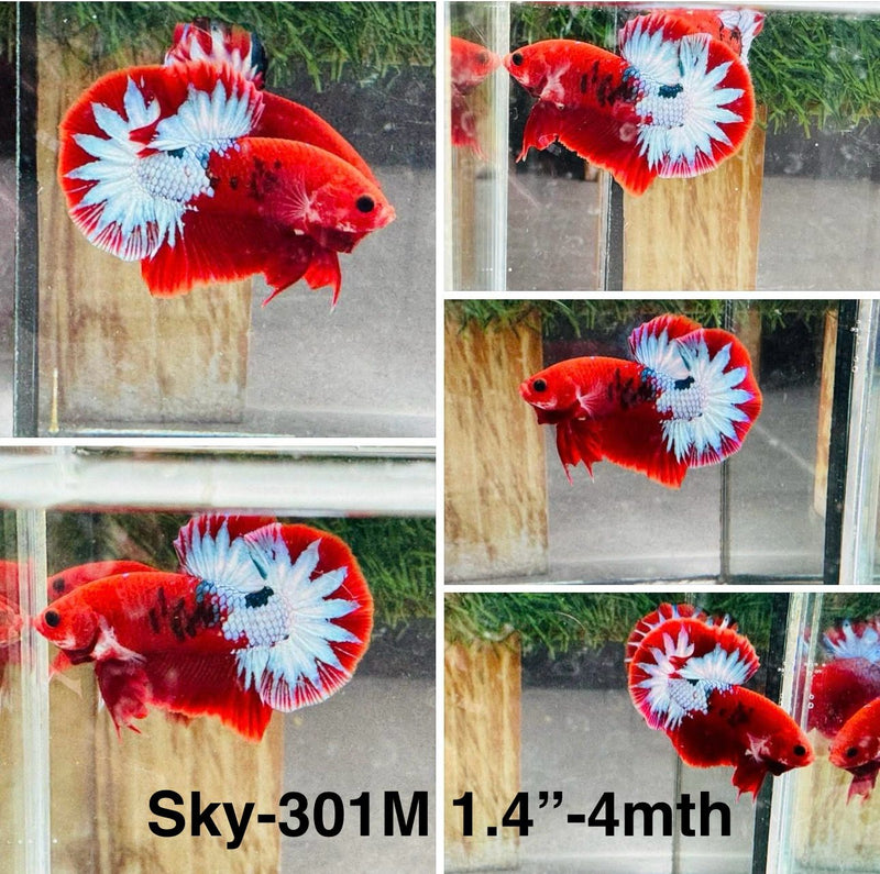 Live Male Betta Fancy Red Hellboy Startail Plakat (Sky-301)S107 High quality what you see what you get!!