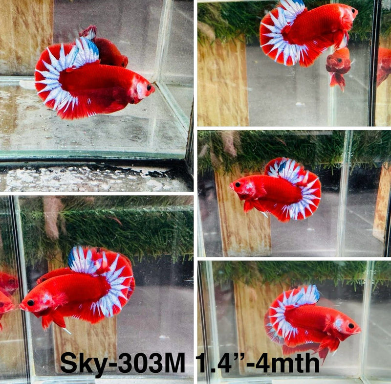 Live Male Betta Fancy Red Hellboy Startail Plakat (Sky-303)S032 High quality what you see what you get!!