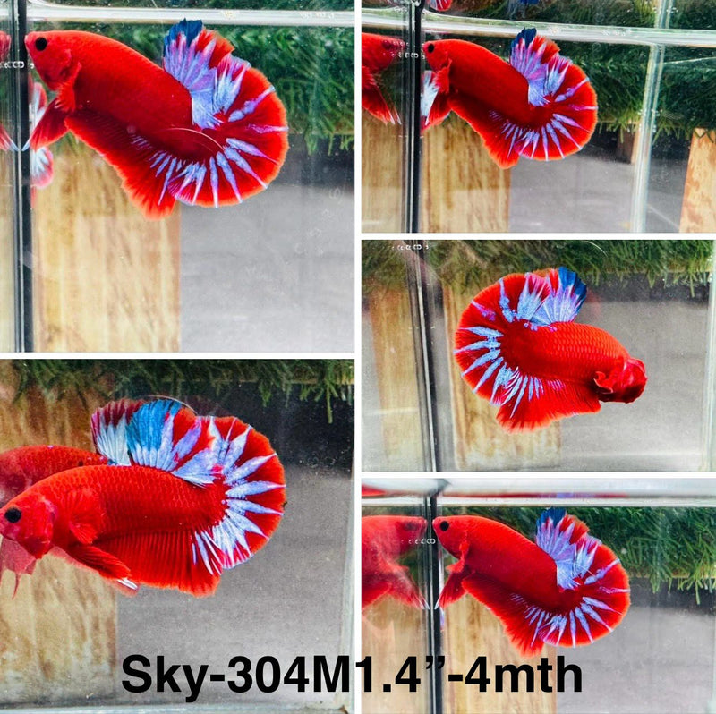Live Male Betta Fancy Red Hellboy Startail Plakat (Sky-304)S033 High quality what you see what you get!!