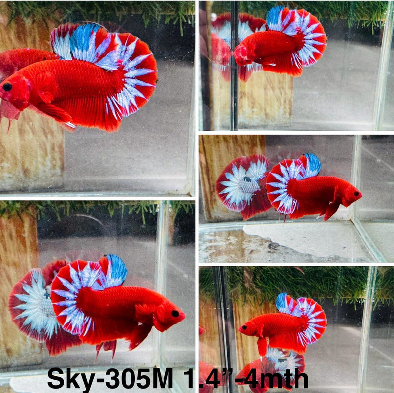 Live Male Betta Fancy Red Hellboy Startail Plakat (Sky-305)S025 High quality what you see what you get!!