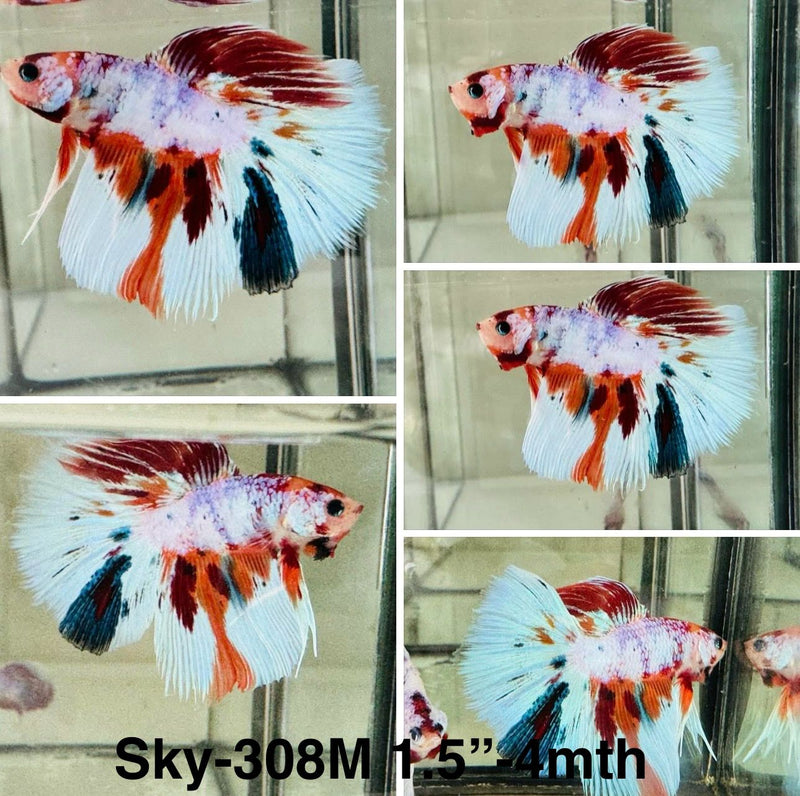 Live Male Betta Candy Nemo Halfmoon (Sky-308)S092 High quality what you see what you get!!