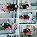 Live Male Betta Galaxy Copper Stardust Plakat (Sky-309) High quality What you see What you get!!