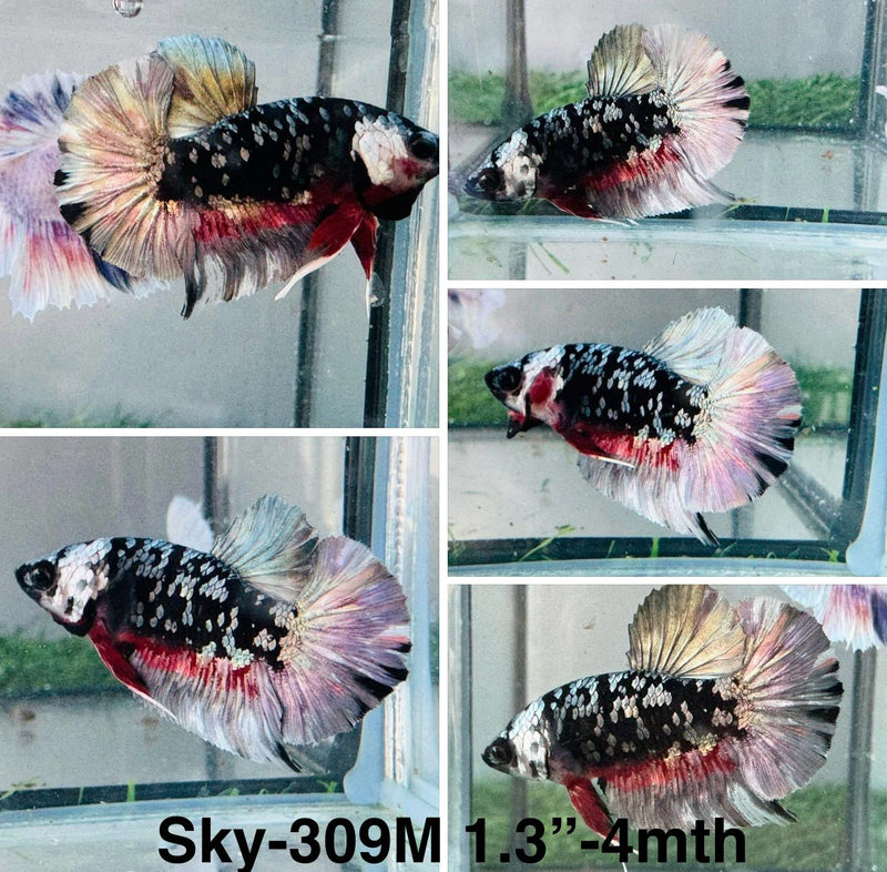 Live Male Betta Galaxy Copper Stardust Plakat (Sky-309) High quality What you see What you get!!