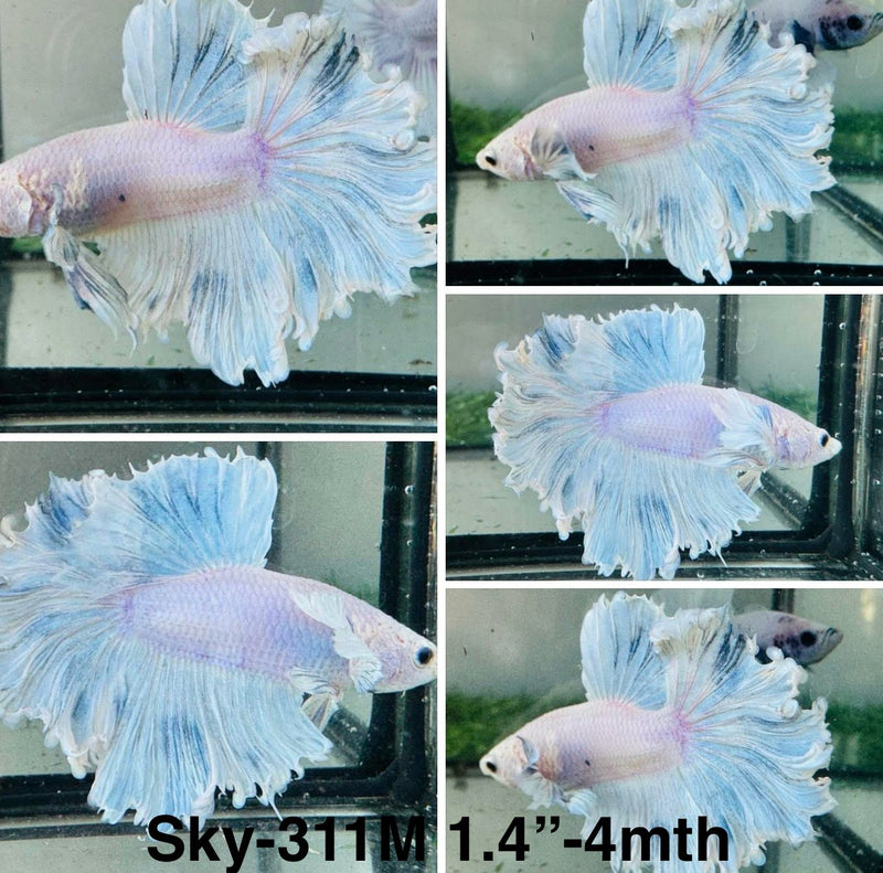 Live Male Betta Fancy Grizzle Pastel colors Halfmoon Rosetail (Sky-311) S344 What you see what you get!!