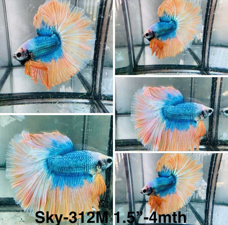 Live Male Betta Blue Yellow Grizzle Bicolors Halfmoon (Sky-312) S345 What you see what you get!!
