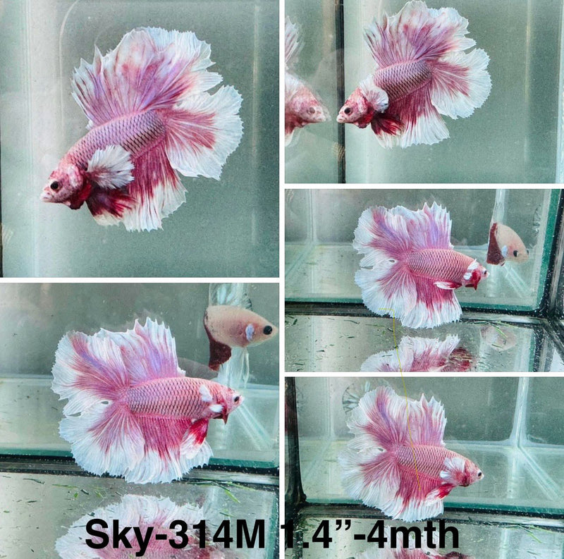 Live Male Betta Purple Lavender Doubletail Halfmoon Rosetail (Sky-314) S348 High quality What you see what you get!!