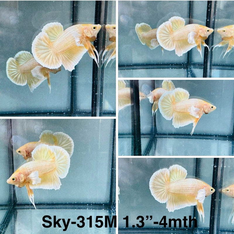 Live Male Betta Yellow gold Dumbo Plakat (Sky-315) High quality What you see What you get!!