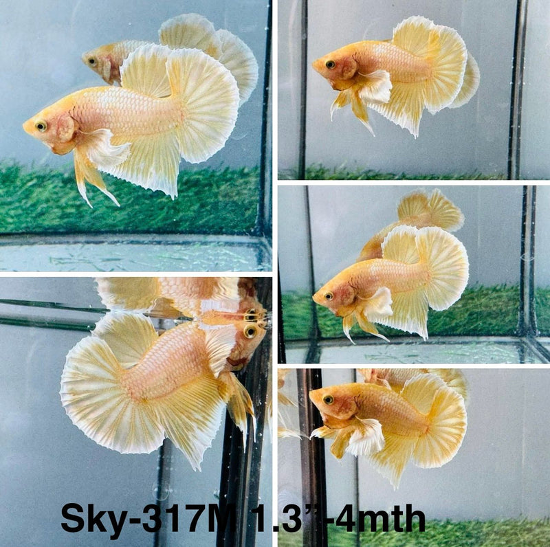 Live Male Betta Yellow gold Dumbo Plakat (Sky-317) High quality What you see What you get!!