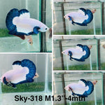 Live Male Betta Blue rim marble Plakat (Sky-318) High quality What you see What you get!!