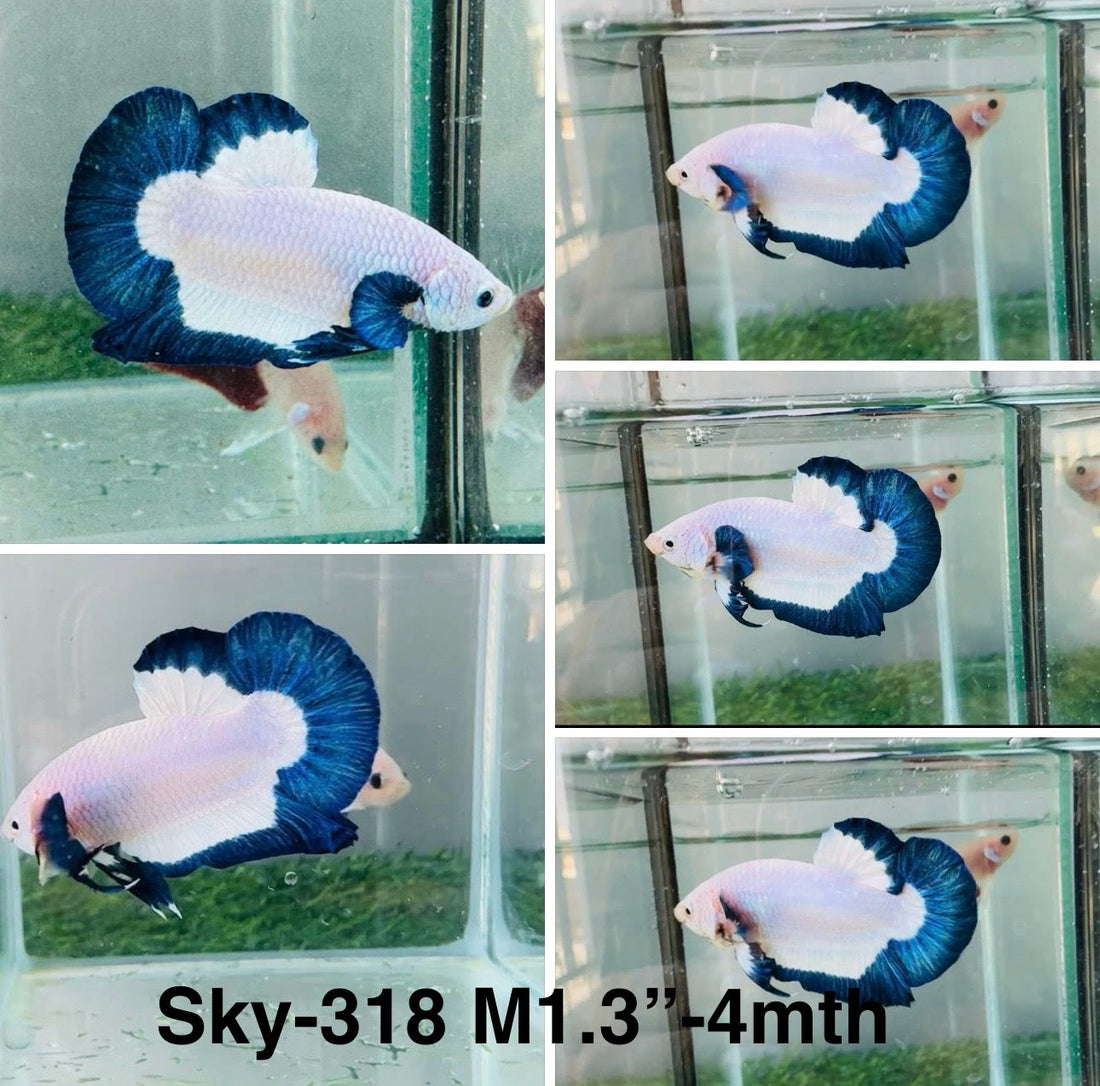 Live Male Betta Blue rim marble Plakat (Sky-318) High quality What you see What you get!!