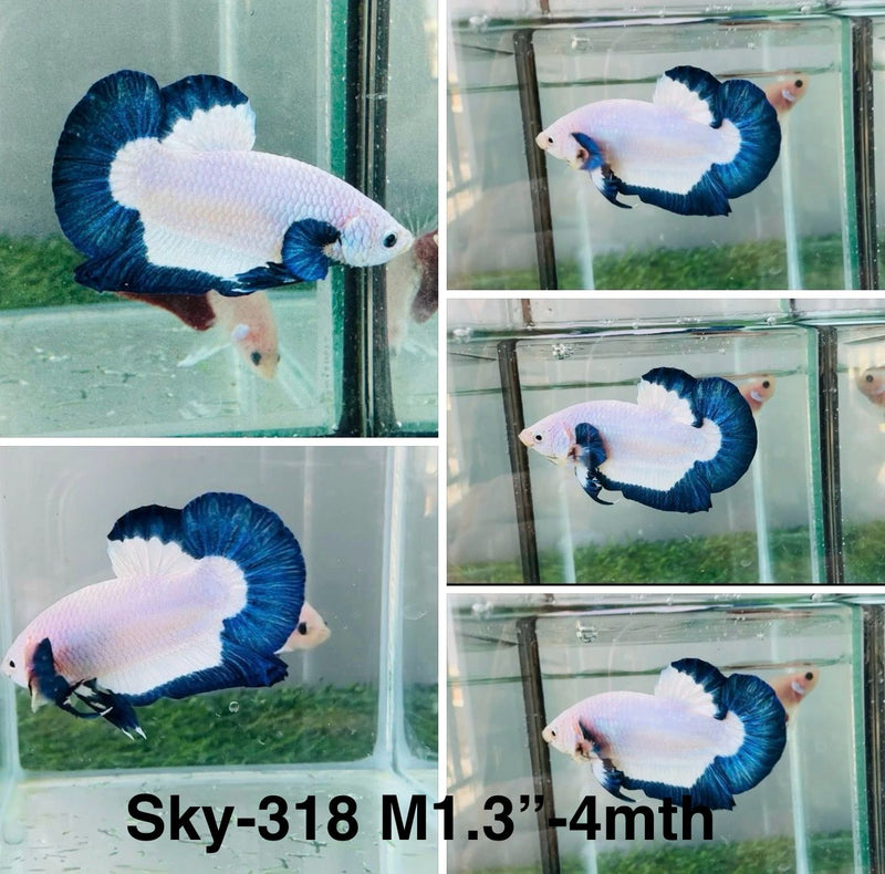 Live Male Betta Blue rim marble Plakat (Sky-318) High quality What you see What you get!!