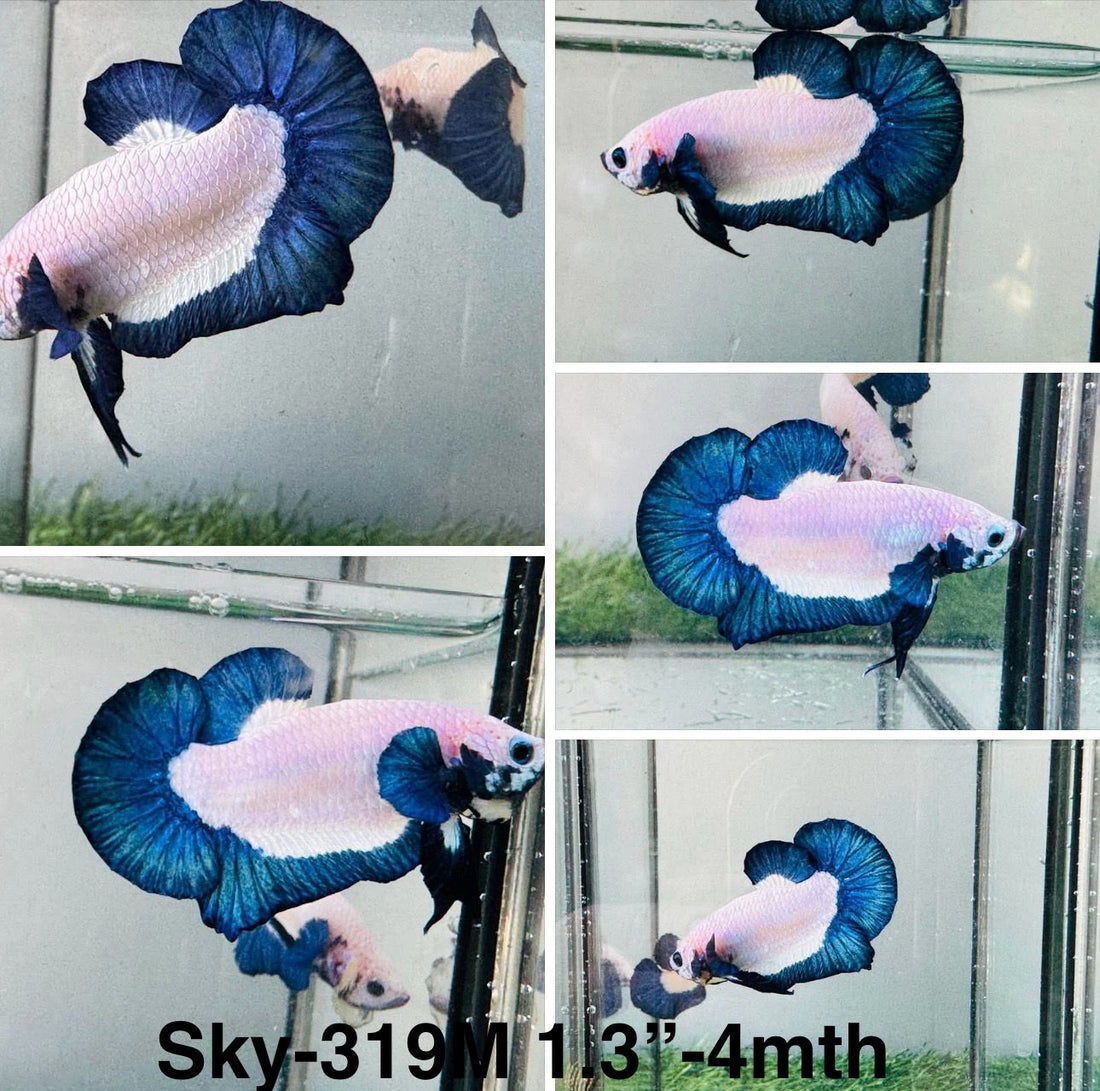Live Male Betta Blue rim marble Plakat (Sky-319) High quality What you see What you get!!