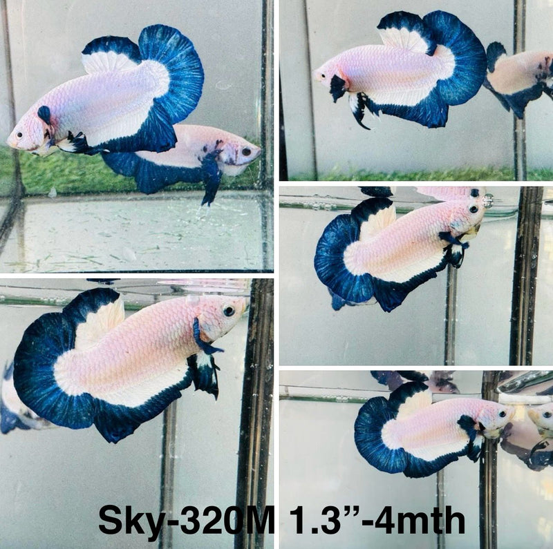 Live Male Betta Blue rim marble Plakat (Sky-320) High quality What you see What you get!!