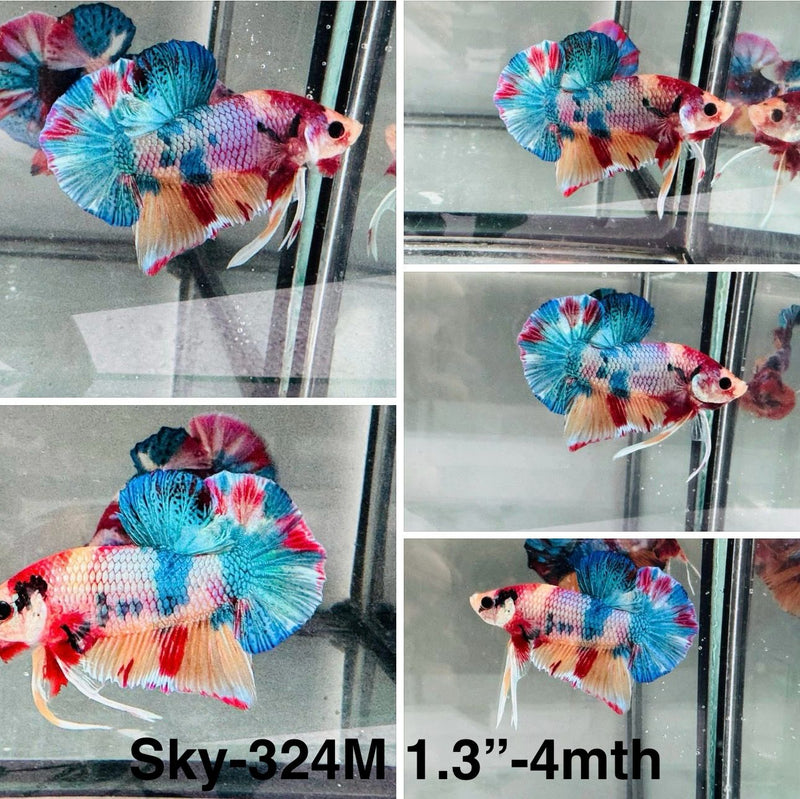 Live Male Betta Candy Mixed colors Plakat (Sky-324) High quality What you see What you get!!