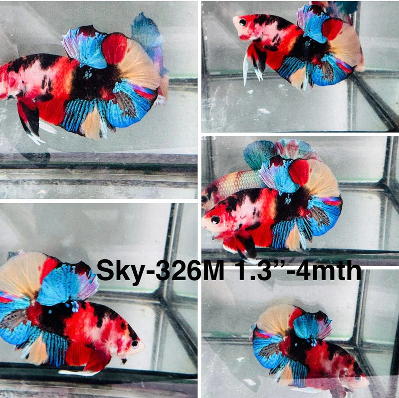 Live Male Betta Fancy Koi Mixed colors Plakat (Sky-326) High quality What you see What you get!!