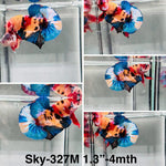 Live Male Betta Galaxy Nemo Plakat (Sky-327) High quality What you see What you get!!