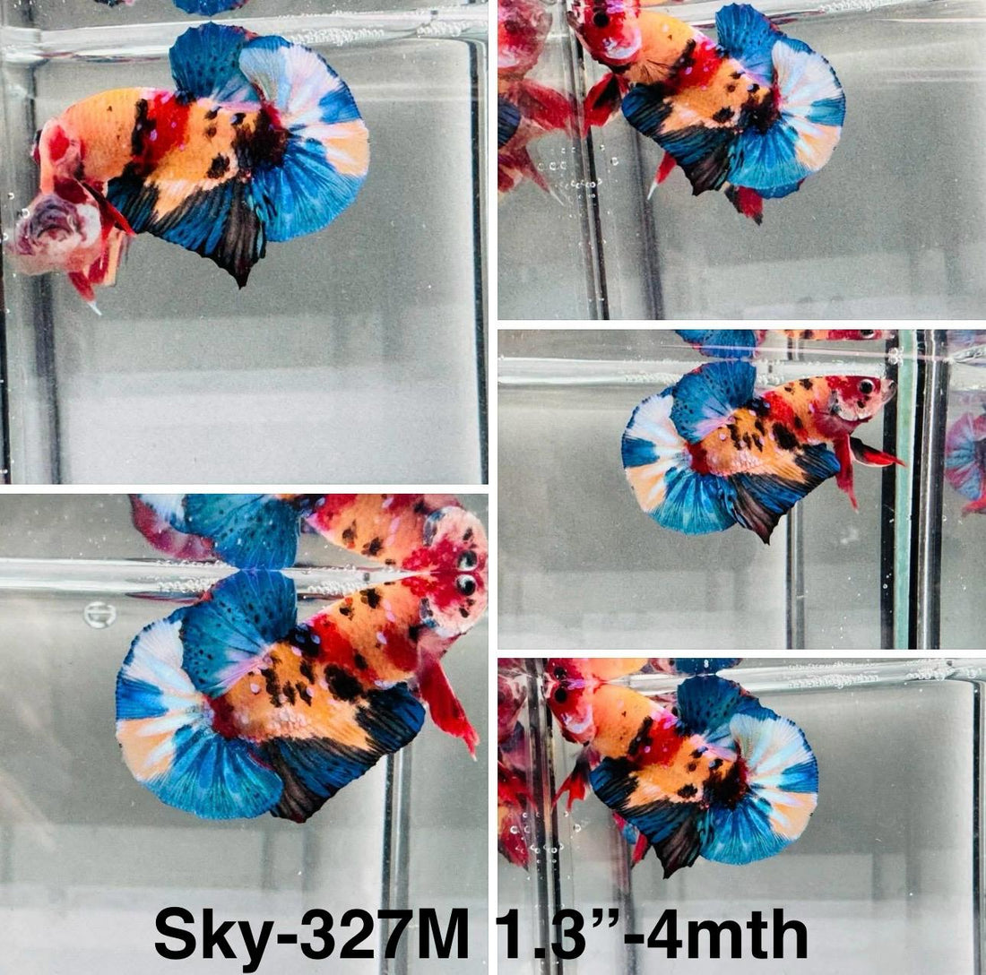 Live Male Betta Galaxy Nemo Plakat (Sky-327) High quality What you see What you get!!