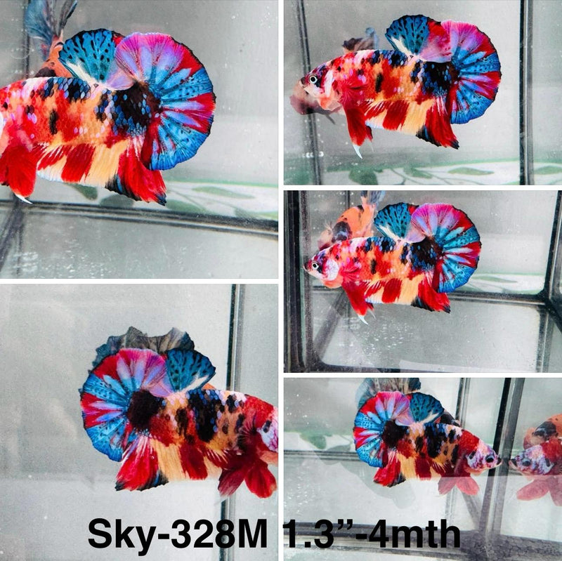 Live Male Betta Galaxy Nemo Plakat (Sky-328) High quality What you see What you get!!