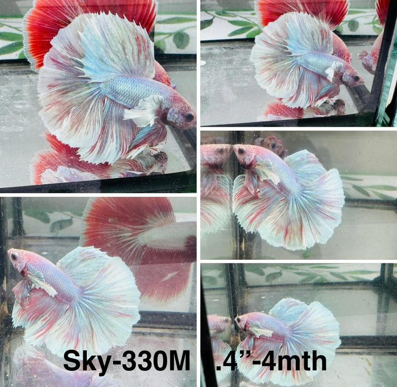 Live Male Betta Fancy Grizzle Dumbo Halfmoon (Sky-330) S035 High quality What you see what you get!!