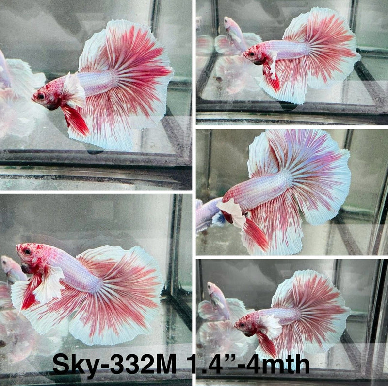 Live Male Betta Purple pink Grizzle Dumbo big ear Halfmoon (Sky-332) S101 High quality What you see what you get!!