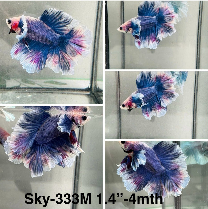 Live Male Betta Blue Grizzle Dumbo big ear Doubletail Halfmoon (Sky-333) S106 High quality What you see what you get!!