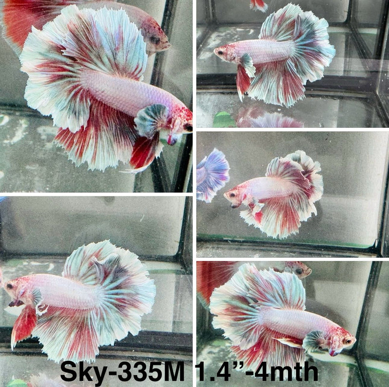 Live Male Betta Fancy Grizzle Halfmoon Rosetail (Sky-335) S108 High quality What you see what you get!!