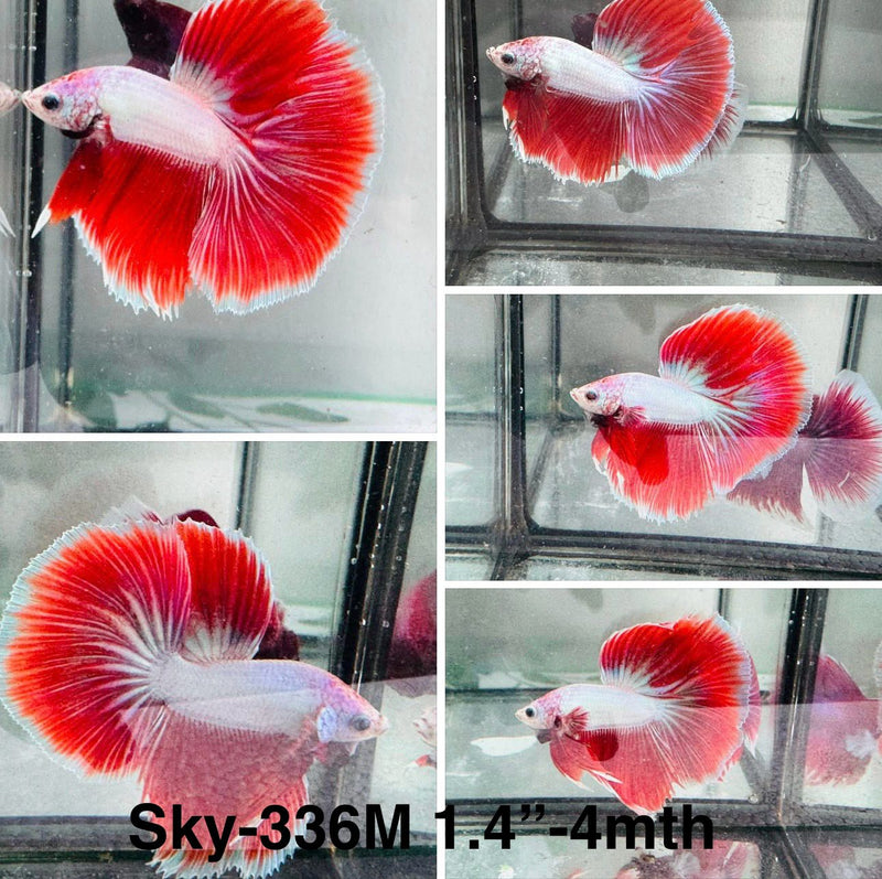 Live Male Betta Red Fancy bicolors Halfmoon (Sky-336) S173 What you see what you get!!