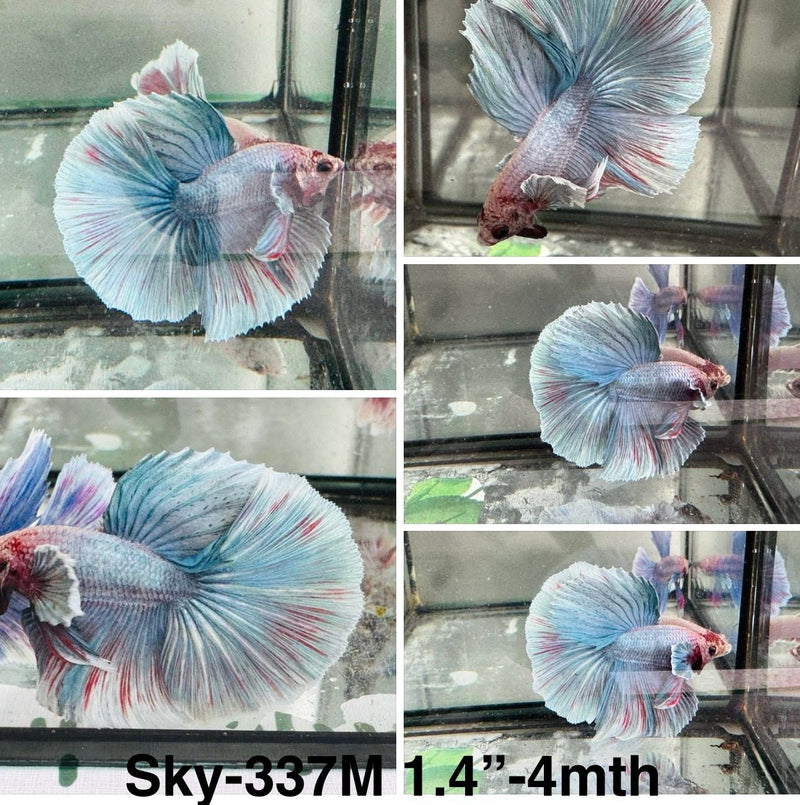 Live Male Betta Fancy Grizzle Dumbo big ear Halfmoon (Sky-337) S175 High quality What you see what you get!!