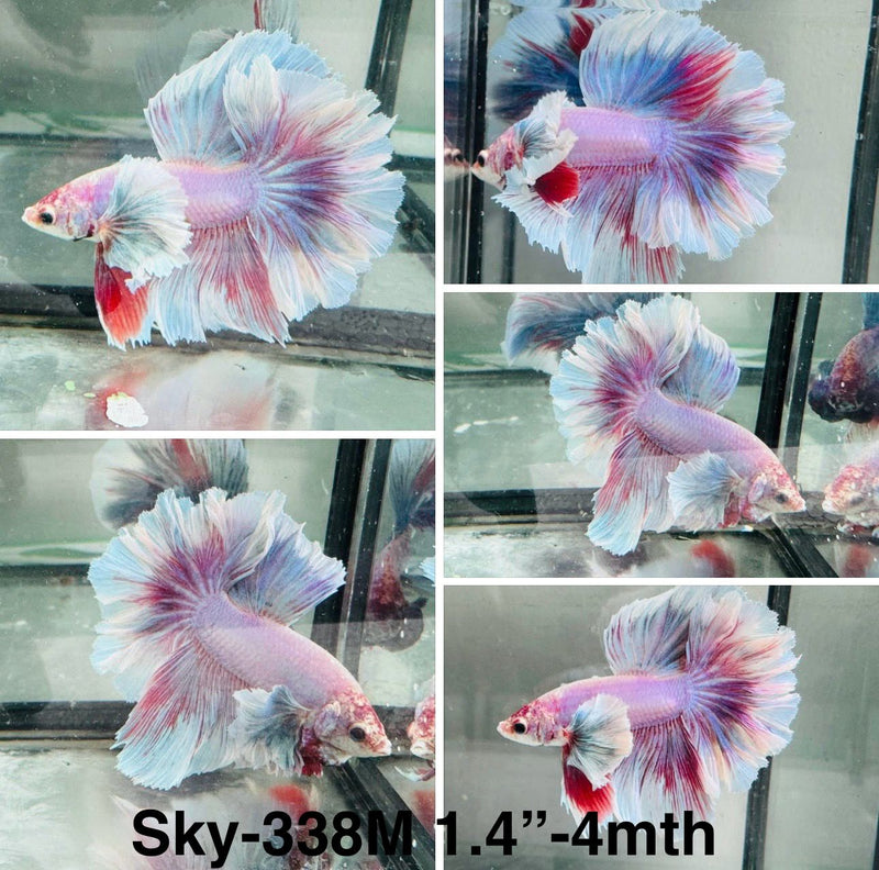 Live Male Betta Purple pink Pastel colors Dumbo big ear Halfmoon Rosetail (CR-338) S038 High quality What you see what you get!!