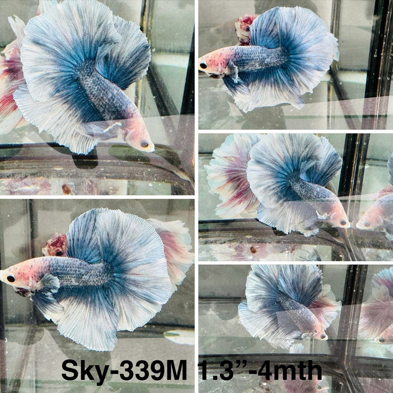 Live Male Betta Blue Grizzle Halfmoon (Sky-339) S042 High quality What you see what you get!!