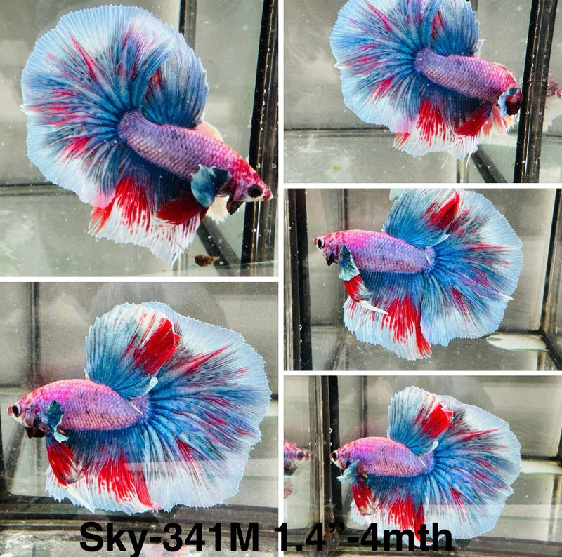 Live Male Betta Fancy Blue Red Grizzle OverHalfmoon (Sky-341) S180 High quality What you see what you get!!